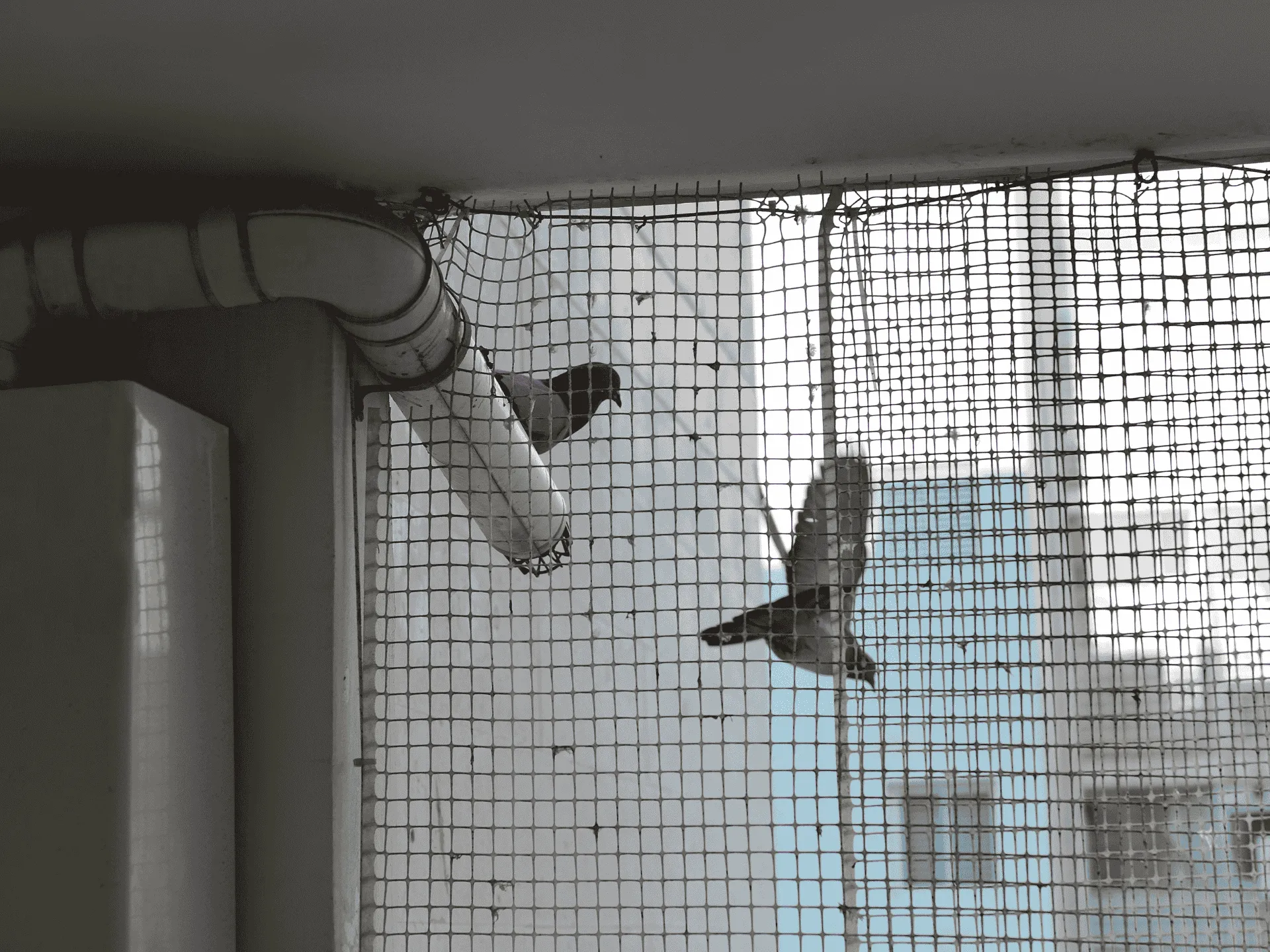 Pigeon Net Service in Pune