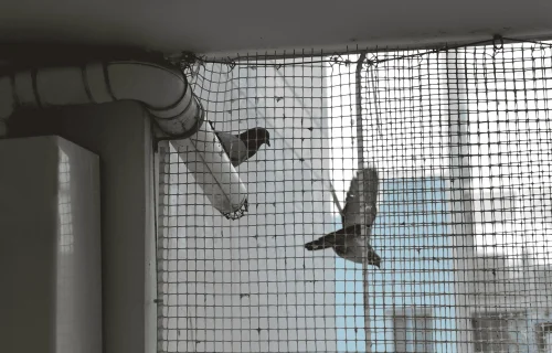 Pigeon Net Service in Pune Pigeon Net Service in Pune